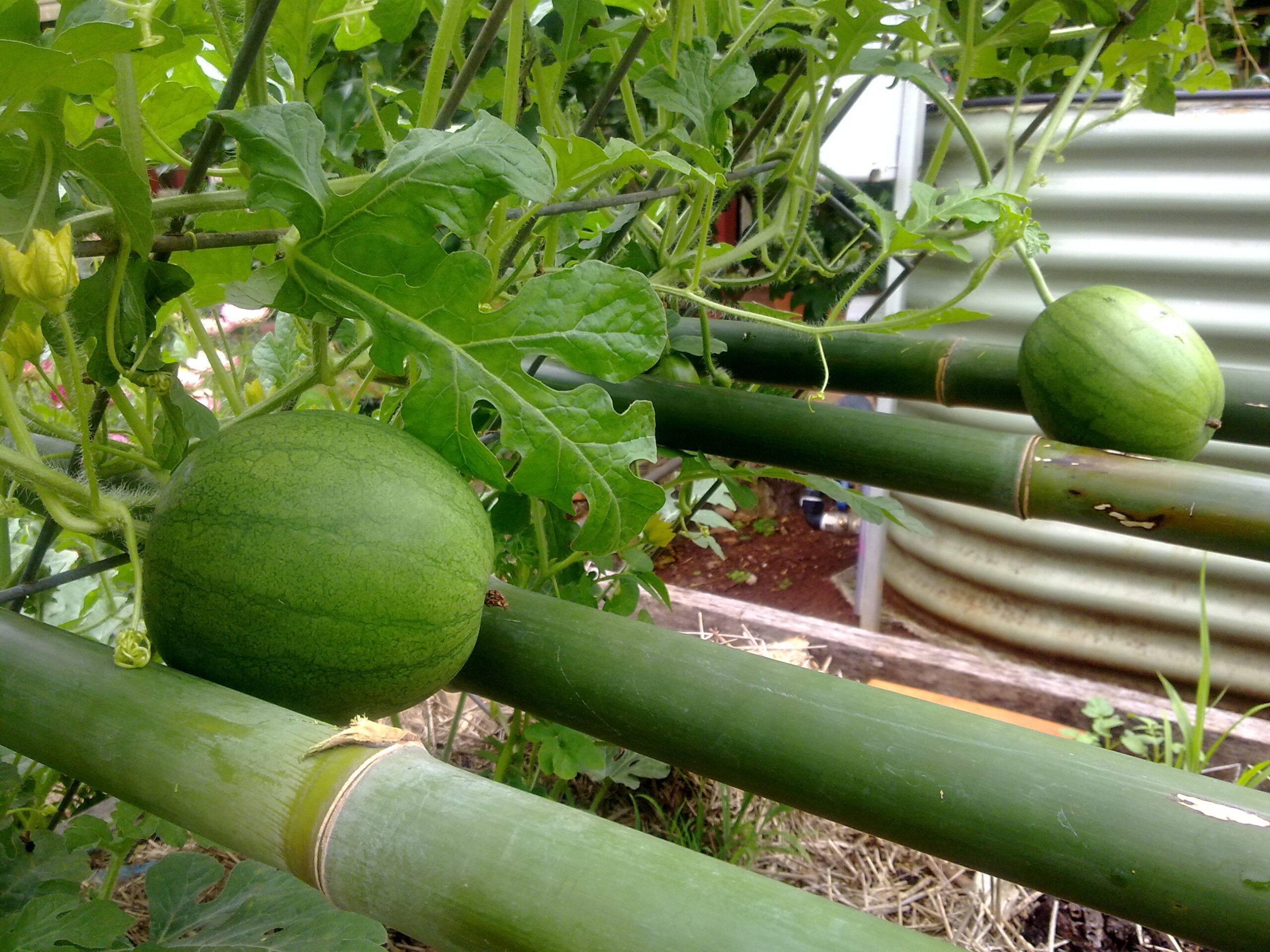 Organic watermelon frame 2